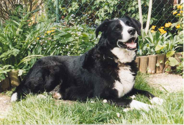 Er ist ein Border-Collie
